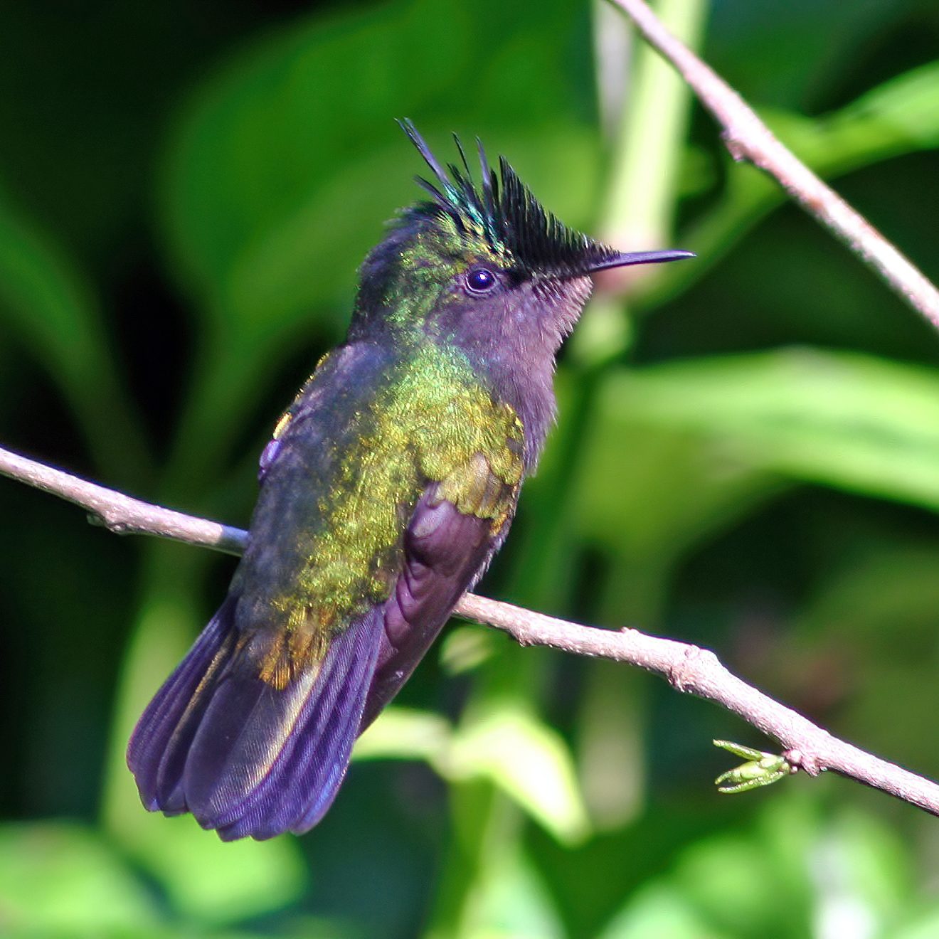 Antillean Crested Hummingbird