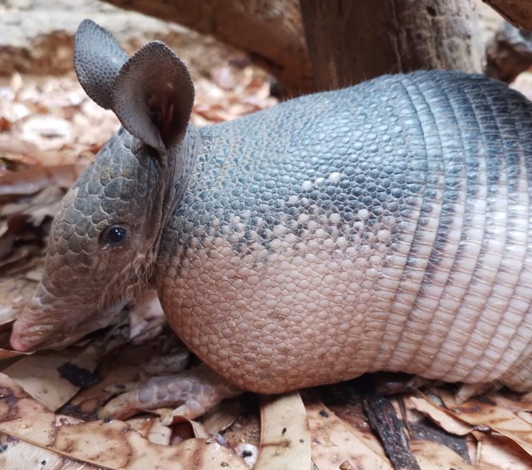 Armadillo