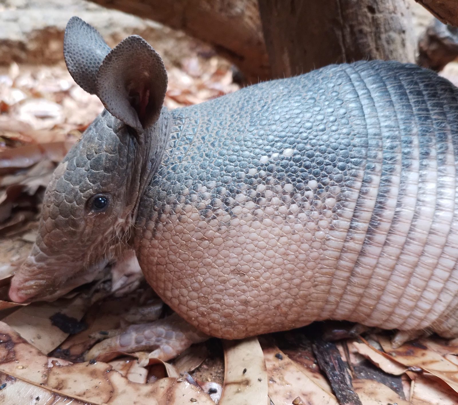Armadillo