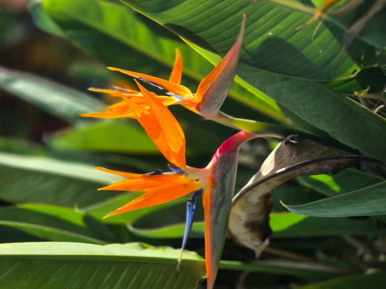 Bird of Paradise