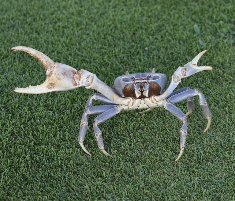 Blue Land Crab