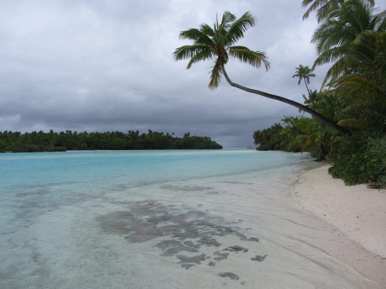 Coconut Palm