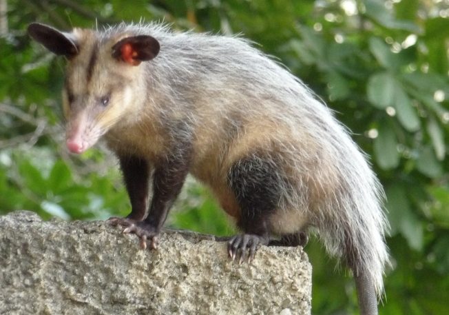 Common Opossum