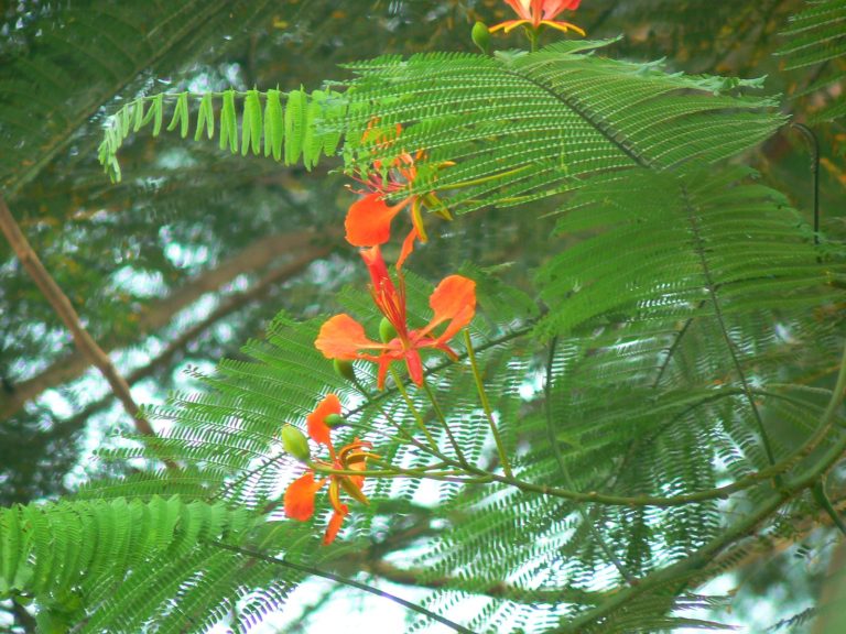 Flamboyant
