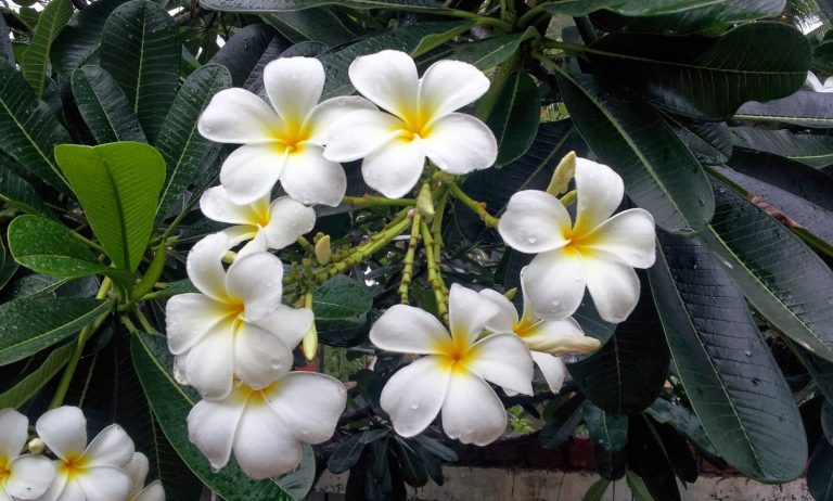 Frangipani