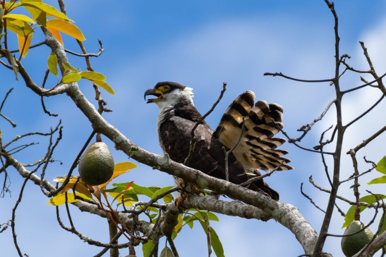 Grenada Hook-billed Kite