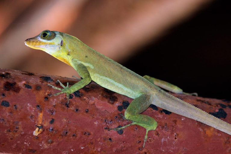 Grenada Tree Anole