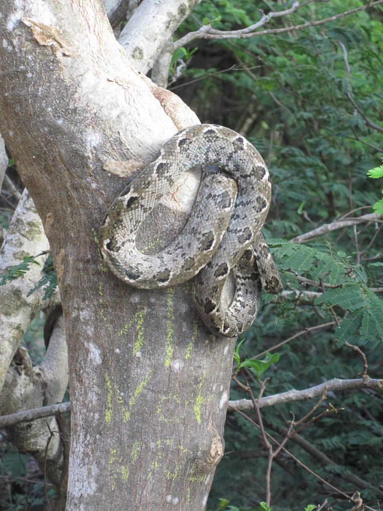 Grenada Tree Boa