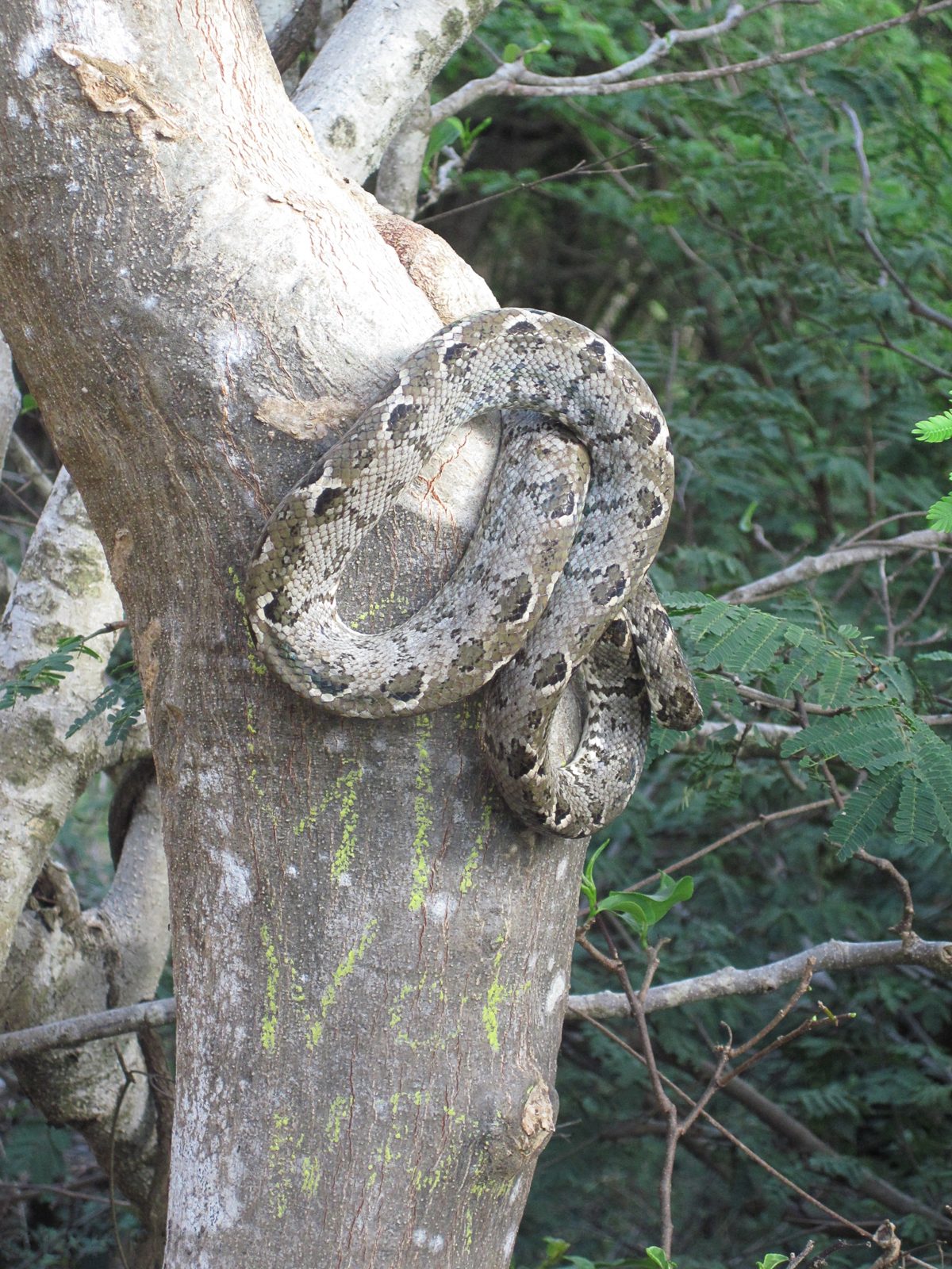 Grenada Tree Boa