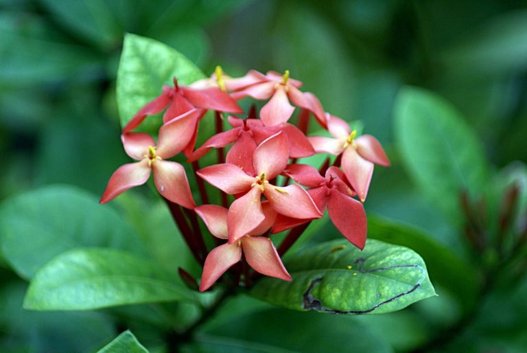Ixora