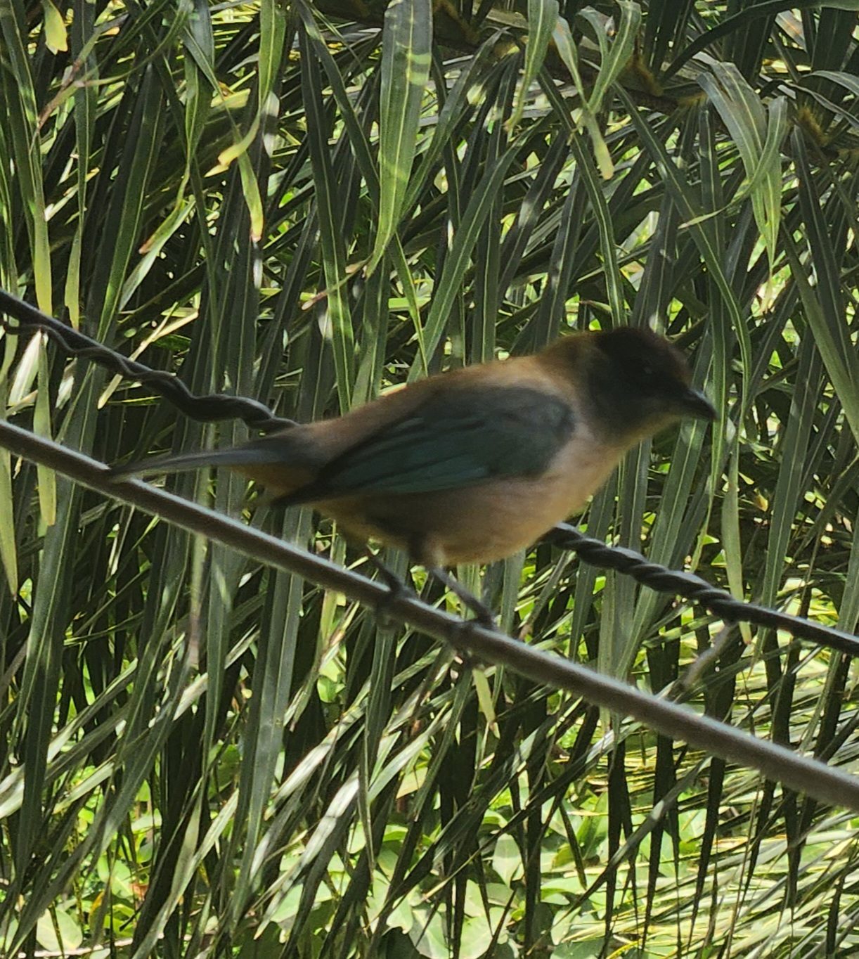 Lesser Antillean Tanager