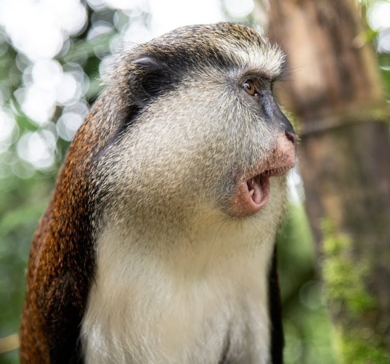Mona Monkey