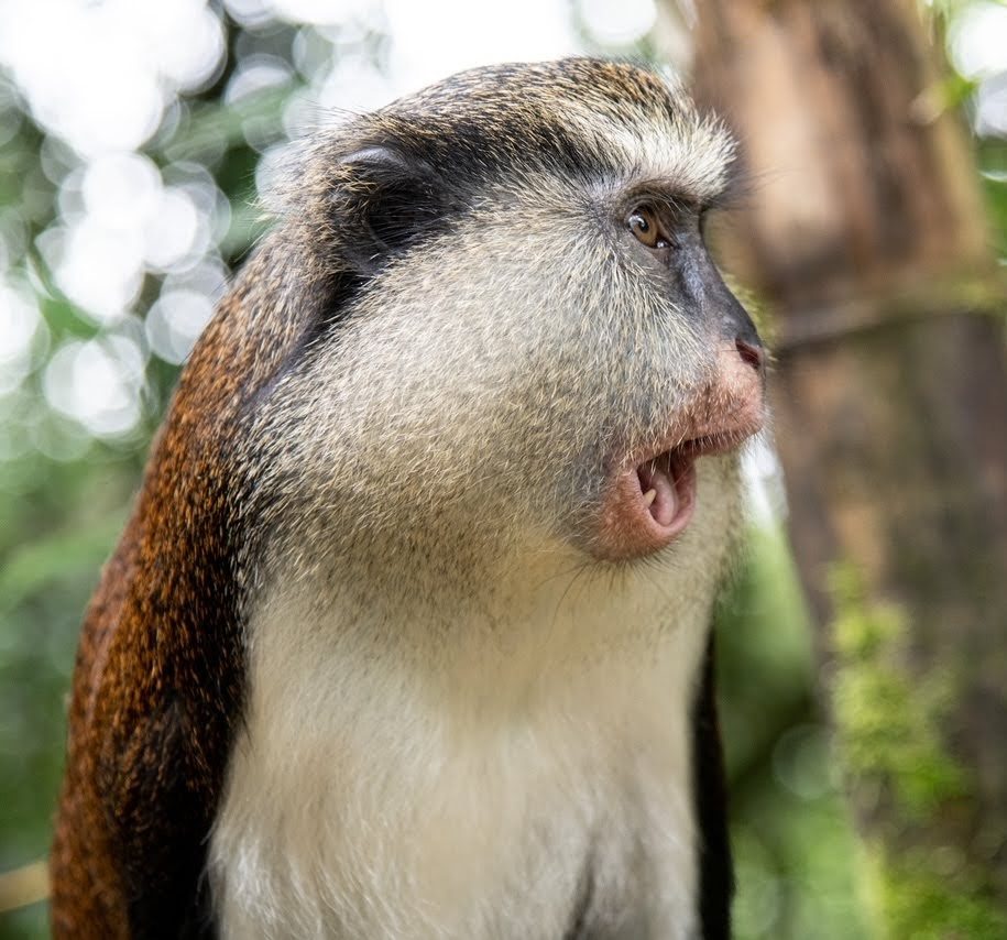 Mona Monkey