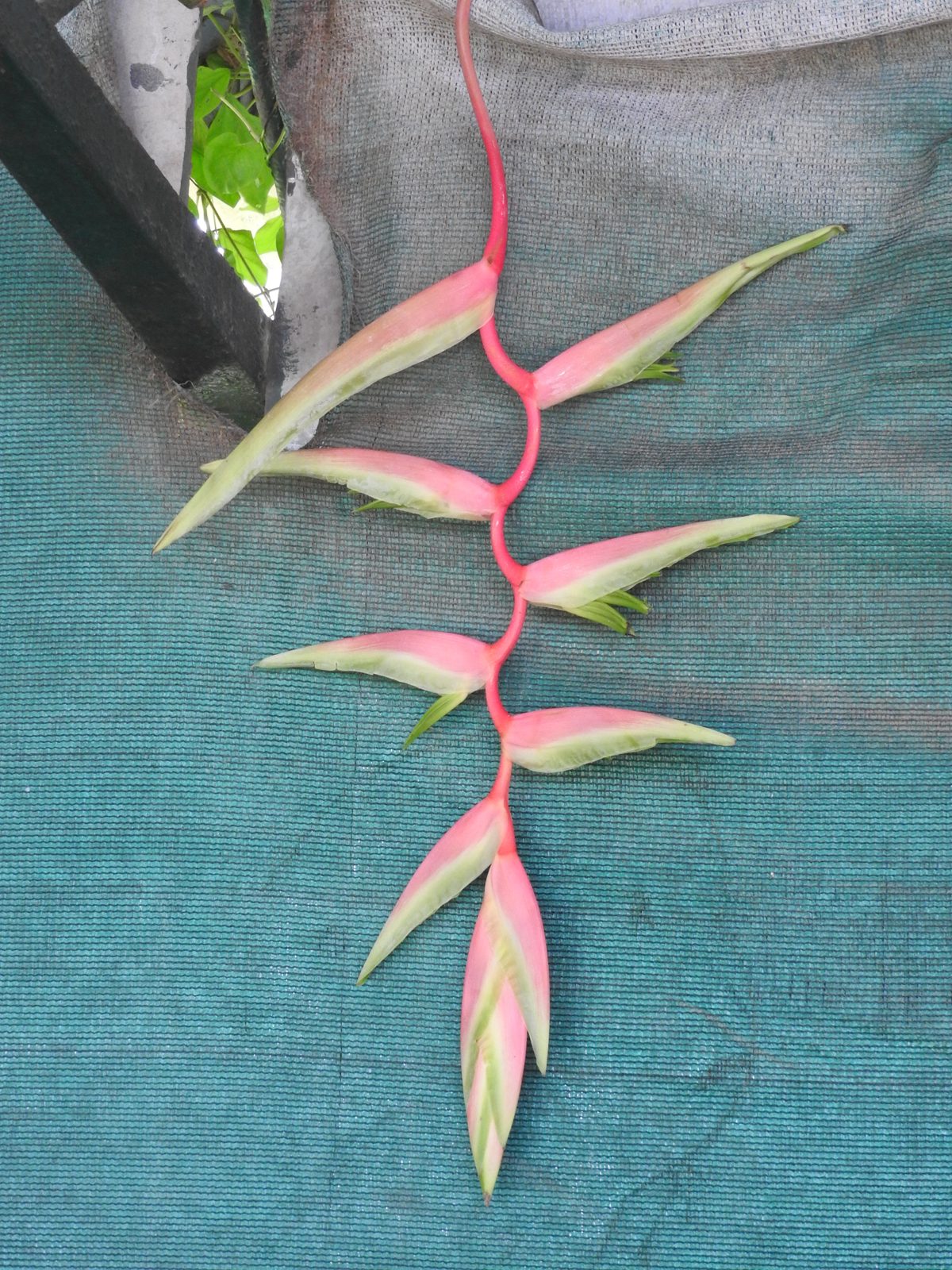 Pink Crab-claw Heliconia