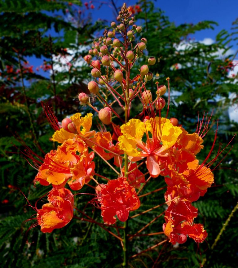 Pride of Barbados
