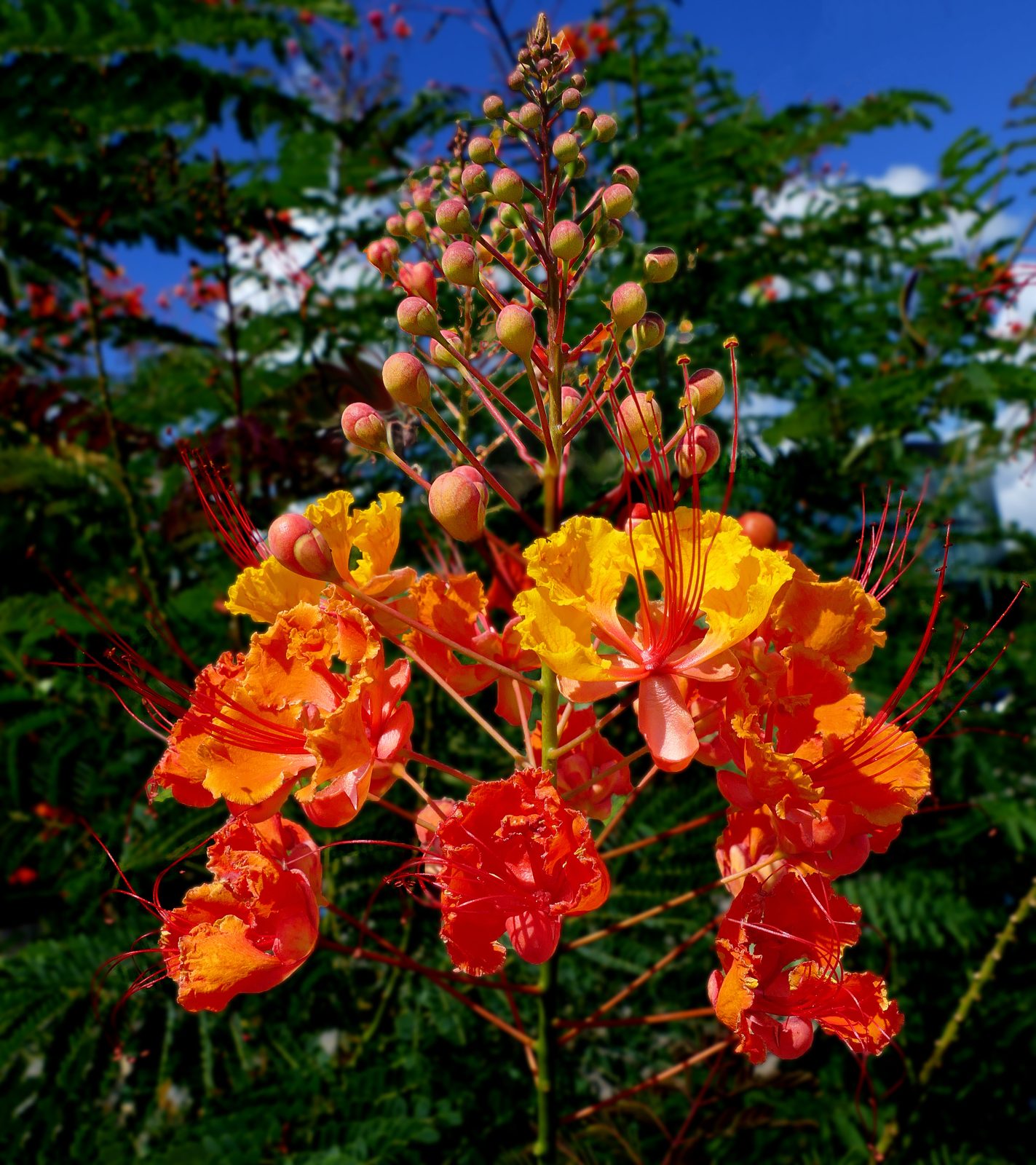 Pride of Barbados