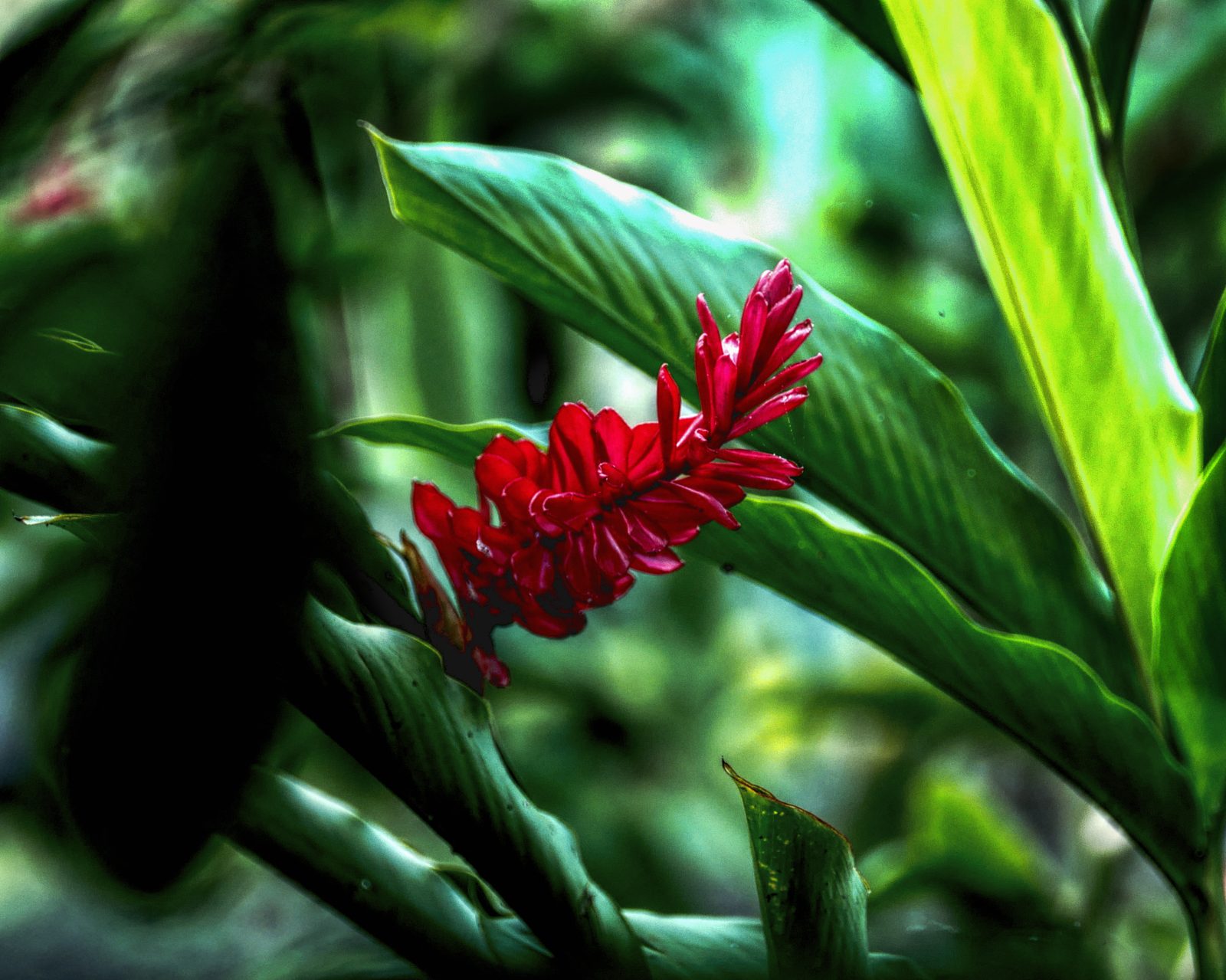 Red Ginger