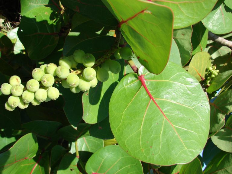 Sea Grape