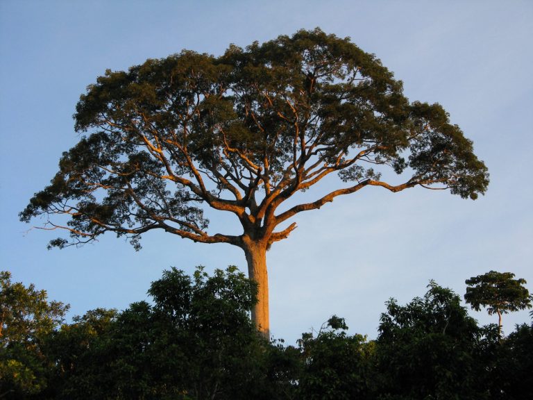 Silk Cotton Tree