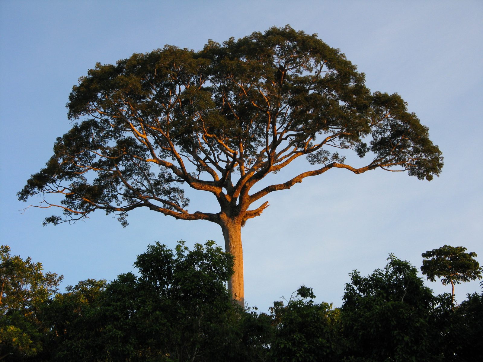Silk Cotton Tree
