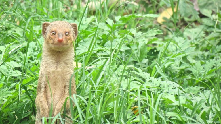 Small Indian Mongoose