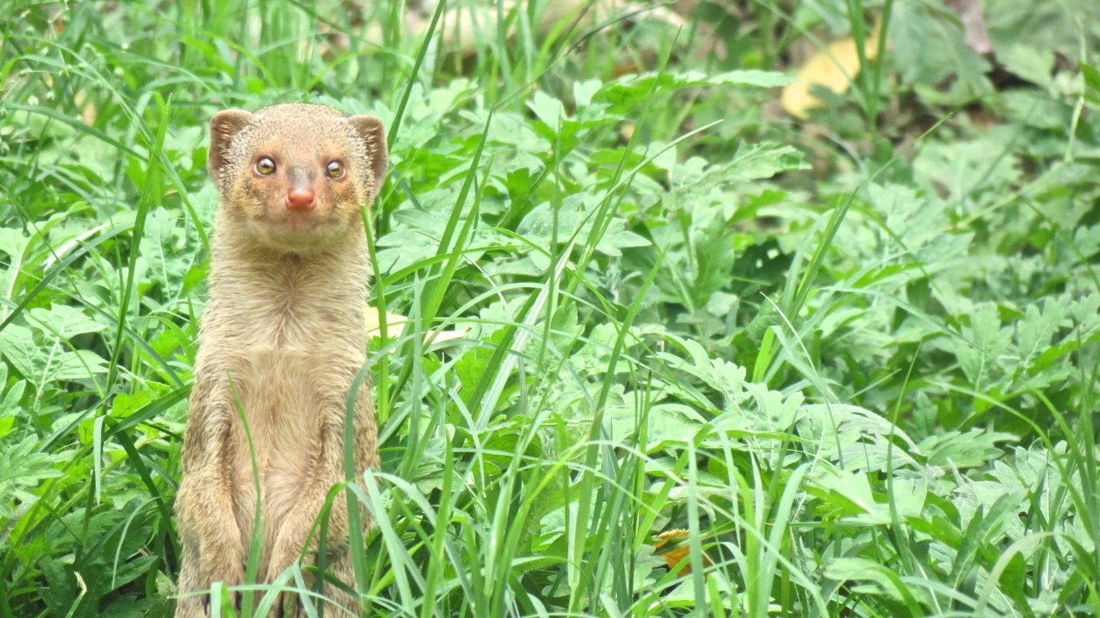 Small Indian Mongoose