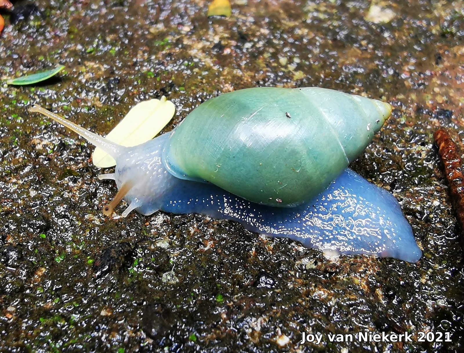 The Blue Snail