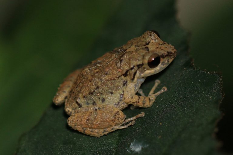 Whistling Frog