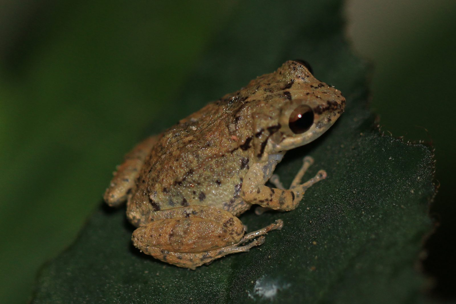 Whistling Frog